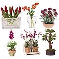 Miniature Arrangement Assortment 3 (Group of Six)