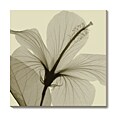 Steven N. Meyers Hibiscus Canvas Art