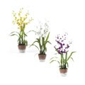 Silk Dancing Lady Orchid Arrangement in Whitewash Pot
