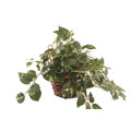 Forever Silk Plant