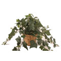 Forever Silk Vines Plant with Rattan Basket
