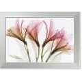 Steven N. Meyers Alstromeria Framed Art Print