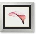 Steven N. Meyers Giant Calla Framed Art Print