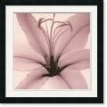 Steven N. Meyers Lily Framed Art Print
