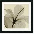 Steven N. Meyers Hibiscus Framed Art Print
