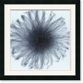 Steven N. Meyers Dahlia Framed Art Print