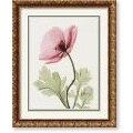 Steven N. Meyers Iceland Poppy II Framed Art Print