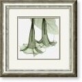 Steven N. Meyers Datura Framed Art Print
