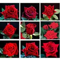 Assorted Red Variety 40 cm Roses (125 Stems)