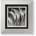 Steven N. Meyers Four Callas #3 Framed Art Print