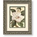 Schwarzbek Afternoon Magnolia Framed Art Print