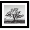 Ansel Adams Oaktree Sunrise Northern California Framed Print