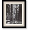 Adams 'Redwoods, Founders Grove' Framed Art Print