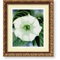 Georgia O'Keeffe Jimson Weed, 1932 Framed Art Print