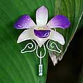 Natural Orchid Tendrils Silver Stickpin (Thailand)