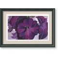 Georgia O'Keeffe 'Petunias, 1925' Framed Art Print