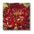Selina Werbelow Chrysanthemum Canvas Art
