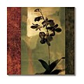 Chris Donovan Mesmerized II Canvas Art