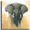 David Shephard Elephant Stretched Canvas Art