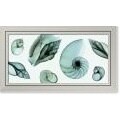 Meyers Shell Collection Framed Canvas Art