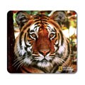 National Geographic Tiger Mouse Pad