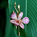 Shy Blossom Natural Orchid Gold-plated Stickpin (Thailand)