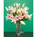 Merostar Lilies (10 Stems)
