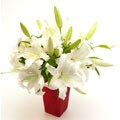 White Siberia Lilies (10 Stems)