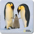 National Geographic Pengiun Mouse Pad