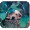 Yellow Lab Pup Mouse Pad