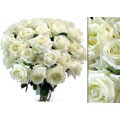 100 White Wholesale Roses (18 in. stem length)
