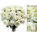 150 White Wholesale Roses (18 in. stem length)