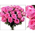 100 Hot Pink Wholeasle Roses (18 in. stem length)