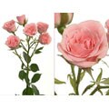 120 Pink Spray Roses (16-inch Stem Length)