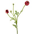 Closed Silk Ranunculus Flower (Pack of 6)