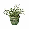 Terra Cotta Aqua Green Pot (Set of 2)