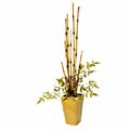 Gold Bamboo Garden in Vase
