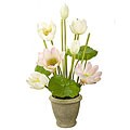 Water Lily Arrangement