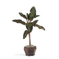 Banana Tree with Wood Pot