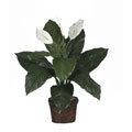 Dieffenbachia with Wicker Basket