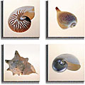 Shell Collection - Tom Artin Canvas 4-piece Set