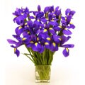 Bouquet of Purple Iris