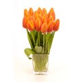 Orange Tulips