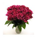 Hot Pink Roses