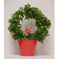 English Ivy Topiary Wreath