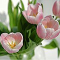 Flower of the Month Club Membership (3 Months)