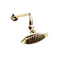 Pegasus Polished Brass Octagon Showerhead and Arm