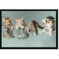 Rachael Hale 'Kittens' Framed PosterZ