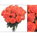 Bouquet of 75 Orange Roses (18 in stem length)