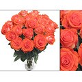 Bouquet of 50 Orange Roses (18 in. stem length)